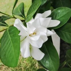 Four Seasons Gardenia Shrub 7 Four Seasons Gardenia Shrub -Fast Growing Trees FourSeasons Gardenia 2