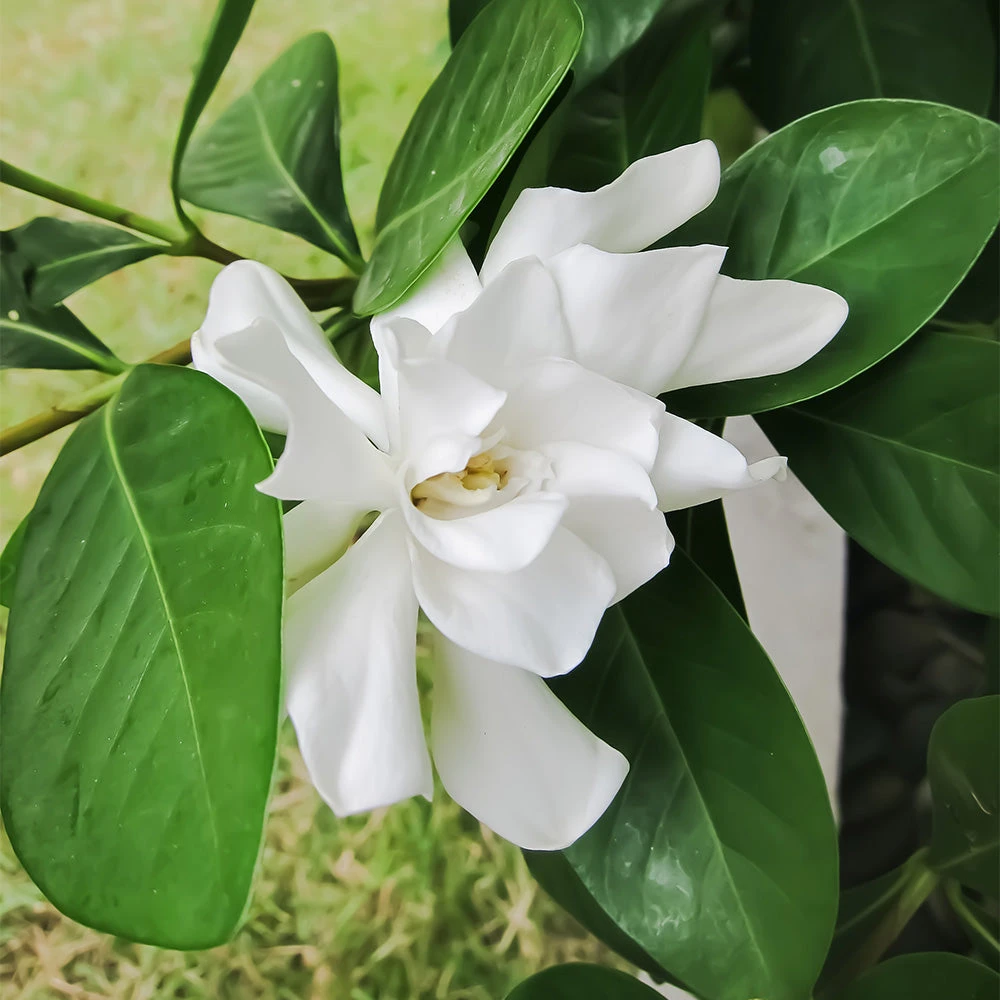 Four Seasons Gardenia Shrub 5 Four Seasons Gardenia Shrub - Image 3