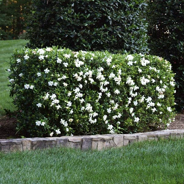 Four Seasons Gardenia Shrub 4 Four Seasons Gardenia Shrub - Image 2