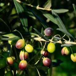 Frantoio Olive Tree 9 Frantoio Olive Tree -Fast Growing Trees Frantoio Olive 2 BB