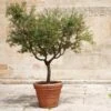Frantoio Olive Tree 1 Frantoio Olive Tree -Fast Growing Trees Frantoio Olive FGT 600x600 ae78b264 02f3 4f9c a62c 4757ae262c9c