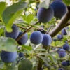 French Prune Tree 2 French Prune Tree -Fast Growing Trees French Prune Plum 3 600x600 a3c97408 0735 4967 8350 f98df95f31c7
