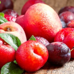 Fruit Cocktail Tree 5 Fruit Cocktail Tree -Fast Growing Trees Fruit Cocktail Tree 4 992aa92b fe89 4ff7 8da3 a218793d045a