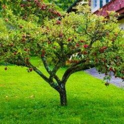 Fuji Apple Tree - USDA Organic 10 Fuji Apple Tree - USDA Organic -Fast Growing Trees Fuji Apple 6