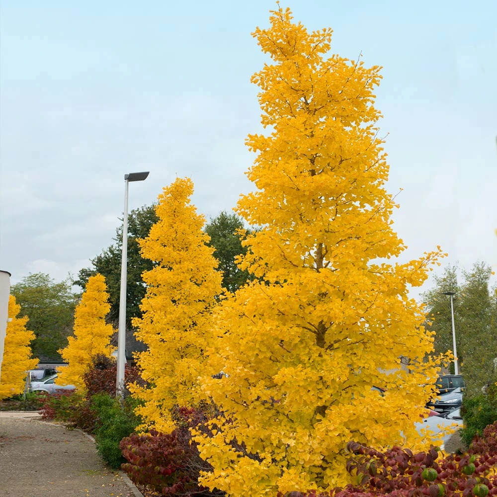 Goldspire™ Ginkgo Tree 4 Goldspire™ Ginkgo Tree - Image 2