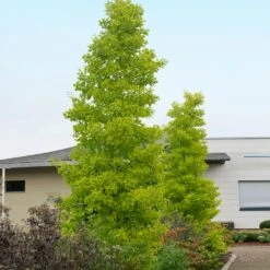 Goldspire™ Ginkgo Tree 9 Goldspire™ Ginkgo Tree -Fast Growing Trees GOldspire Ginkgo Tree 2 FGT
