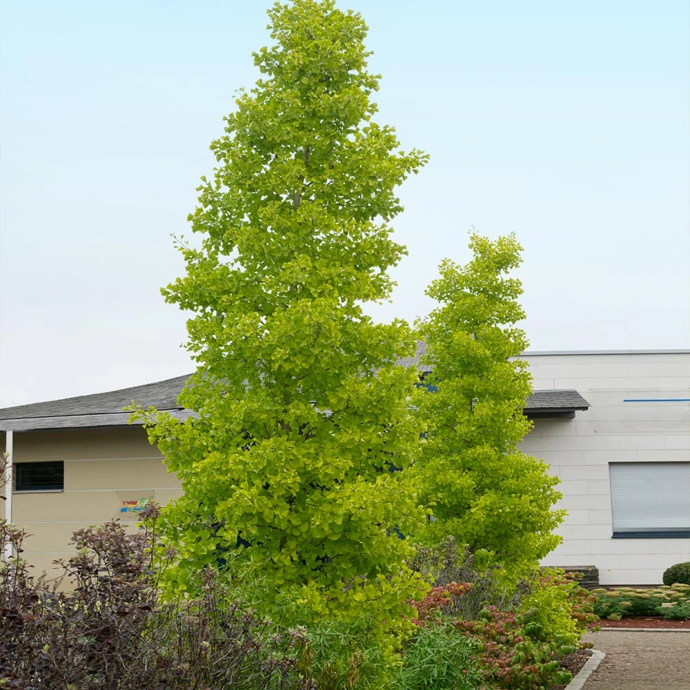 Goldspire™ Ginkgo Tree 5 Goldspire™ Ginkgo Tree - Image 3