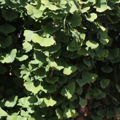 Goldspire™ Ginkgo Tree 11 Goldspire™ Ginkgo Tree -Fast Growing Trees GOldspire Ginkgo Tree 8