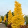 Goldspire™ Ginkgo Tree 1 Goldspire™ Ginkgo Tree -Fast Growing Trees GOldspire Ginkgo Tree FGT 600x600 7823bbd2 a0a0 4e3e 97ee 180c7afa68ba