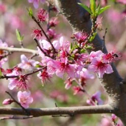 Galaxy Peach Tree 13 Galaxy Peach Tree -Fast Growing Trees Galaxy Peach Tree 1