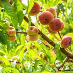 Galaxy Peach Tree 11 Galaxy Peach Tree -Fast Growing Trees Galaxy Peach Tree 3
