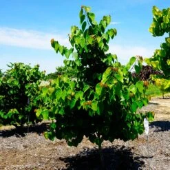 Garden Gems® Emerald Redbud Tree 9 Garden Gems® Emerald Redbud Tree -Fast Growing Trees Garden Gems Emerald 3