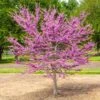 Garden Gems® Emerald Redbud Tree 1 Garden Gems® Emerald Redbud Tree -Fast Growing Trees Garden Gems Emerald FGT 600x600 d1ef7a36 461c 405e b528 c0ebf54f8deb