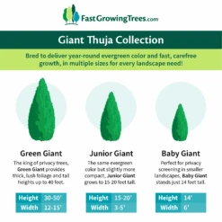 Junior Giant Thuja Tree 11 Junior Giant Thuja Tree -Fast Growing Trees GiantThujaCollectionGraphic 46da212d 75c4 4b15 9d43 0f7dc11664cd