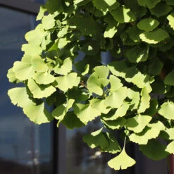 Ginkgo Tree 13 Ginkgo Tree -Fast Growing Trees Ginkgo Biloba 5