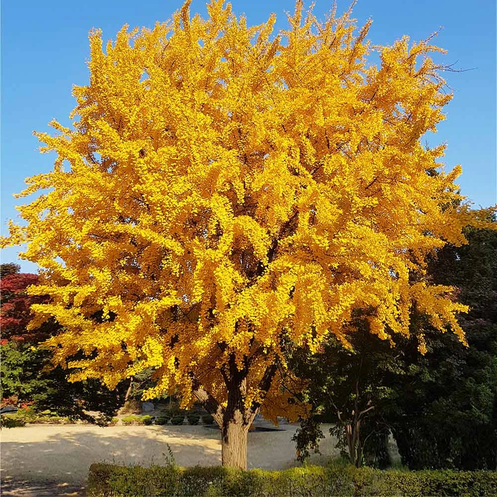 Ginkgo Tree 4 Ginkgo Tree - Image 2