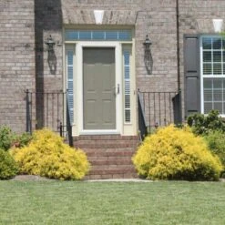 Gold Mop Cypress -Fast Growing Trees Gold Mop Cypress 2 FGT