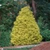 Gold Mop Cypress 1 Gold Mop Cypress -Fast Growing Trees Gold Mop Cypress FGT 600x600 7ae4290d b9f2 42d1 96a0 ea2d945d9e94