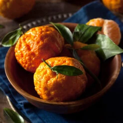 Fast Growing Trees 31 Gold Nugget Mandarin Tree