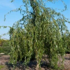 Golden Curls' Corkscrew Willow 13 Golden Curls' Corkscrew Willow -Fast Growing Trees Golden Curls Willow 1
