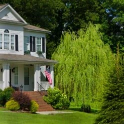 Golden Curls' Corkscrew Willow 10 Golden Curls' Corkscrew Willow -Fast Growing Trees Golden Curls Willow 4