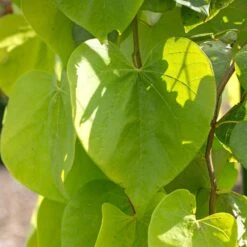 Golden Falls® Redbud Tree 9 Golden Falls® Redbud Tree -Fast Growing Trees Golden Falls Redbud 2