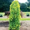 Golden Falls® Redbud Tree 1 Golden Falls® Redbud Tree -Fast Growing Trees Golden Falls Redbud 600x600 a882b66d db87 4959 aab9 4e0f0c68ac07