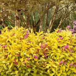 Golden Jackpot® Weigela Shrub 9 Golden Jackpot® Weigela Shrub -Fast Growing Trees Golden jackpot Weigela 3
