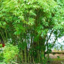 Graceful Bamboo -Fast Growing Trees Graceful Bamboo 1