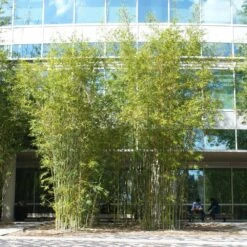 Fast Growing Trees -Fast Growing Trees Graceful Bamboo 2