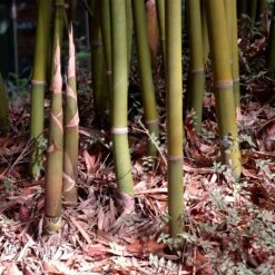Graceful Bamboo -Fast Growing Trees Graceful Bamboo 3 FGT