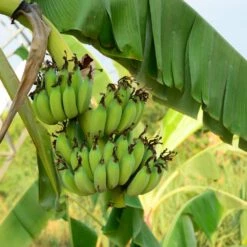 Grand Nain 'Naine' Banana Tree -Fast Growing Trees Grand Naine Nain Banana 3 FGT