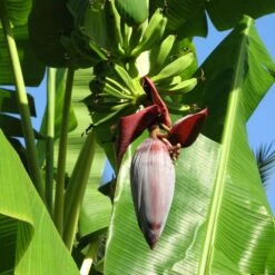 Grand Nain 'Naine' Banana Tree -Fast Growing Trees Grand Naine Nain Banana 6