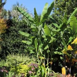 Grand Nain 'Naine' Banana Tree -Fast Growing Trees Grand Naine Nain Banana 7 FGT