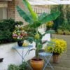 Grand Nain 'Naine' Banana Tree 2 Grand Nain 'Naine' Banana Tree -Fast Growing Trees Grand Naine Nain Banana FGT 600x600 ae20a73d 5f5d 4cf4 915c cd72fe2f17a0