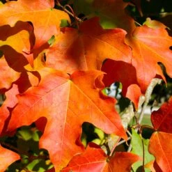 Green Mountain Sugar Maple Tree 10 Green Mountain Sugar Maple Tree -Fast Growing Trees Green Mountain Sugar Maple 2