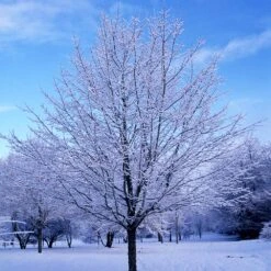Green Mountain Sugar Maple Tree 13 Green Mountain Sugar Maple Tree -Fast Growing Trees Green Mountain Sugar Maple 5