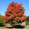 Green Mountain Sugar Maple Tree 2 Green Mountain Sugar Maple Tree -Fast Growing Trees Green Mountain Sugar Maple 600x600 1