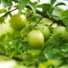 Green Gage Plum 2 Green Gage Plum -Fast Growing Trees Green Gage Plum 600x600 f3677a03 8f2c 4aed a91d 6b51be46e619