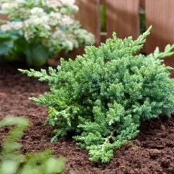 Green Mound Juniper 8 Green Mound Juniper -Fast Growing Trees Green Mound Juniper 3 FGT