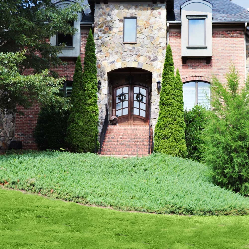 Green Mound Juniper 6 Green Mound Juniper - Image 4