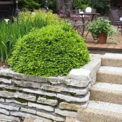 Green Velvet Boxwood Shrub 11 Green Velvet Boxwood Shrub -Fast Growing Trees Green Velvet Boxwood 4 FGT