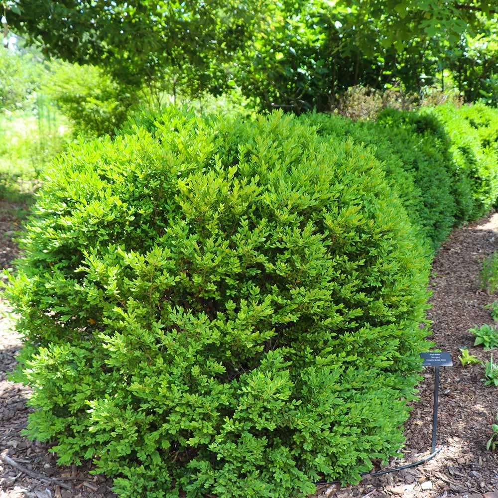 Green Velvet Boxwood Shrub 8 Green Velvet Boxwood Shrub - Image 6