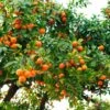 Hamlin Sweet Orange Tree 2 Hamlin Sweet Orange Tree -Fast Growing Trees Hamlin Orange FGT 600x600 6b2410e4 cdd2 4121 85d6 6a5985009e41