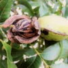 Hardy Pecan 1 Hardy Pecan -Fast Growing Trees Hardy pecan FGT 600x600 e00b4782 e4b1 41dd a9a1 1a9a9e073bb8