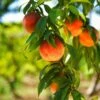 Harvester Peach Tree - USDA Organic 2 Harvester Peach Tree - USDA Organic -Fast Growing Trees Harvest Peach Tree FGT 600x600 61008ff3 adc5 4c69 b7f1 6dad7fb410c0
