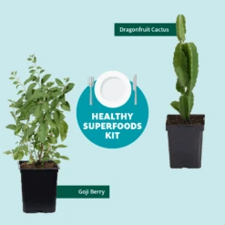 Goji Berry 13 Goji Berry -Fast Growing Trees Healthy Superfoods Kit Graphic ceafb56f 8262 49e7 9792 ea28ea2e548e