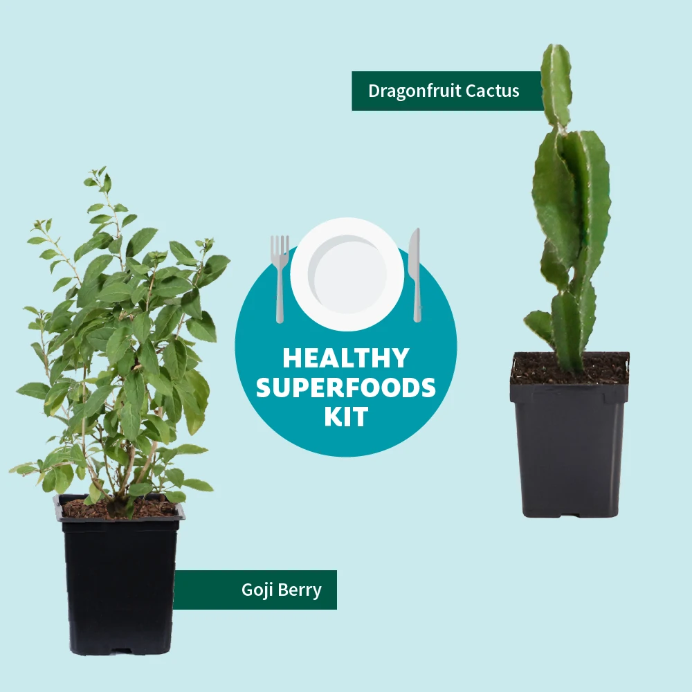 Goji Berry 8 Goji Berry - Image 6