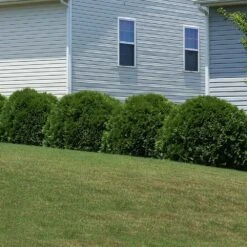 Hetz Midget Thuja Shrub 9 Hetz Midget Thuja Shrub -Fast Growing Trees Hetz Midget Thuja 6