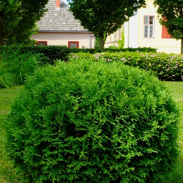 Hetz Midget Thuja Shrub 3 Hetz Midget Thuja Shrub